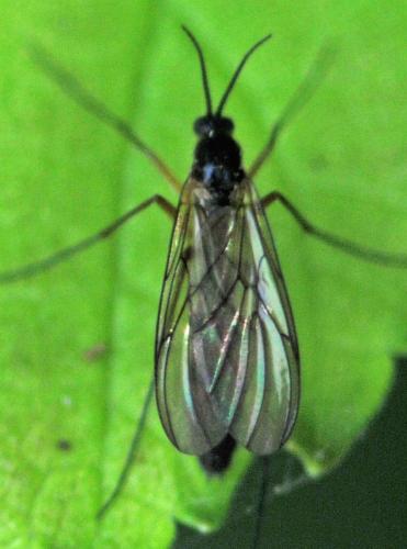 Réf. 324 045 : Platyura marginata